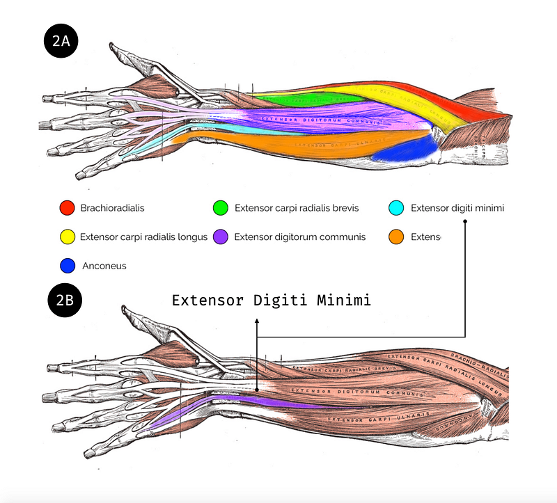 Extensor digiti minimi
